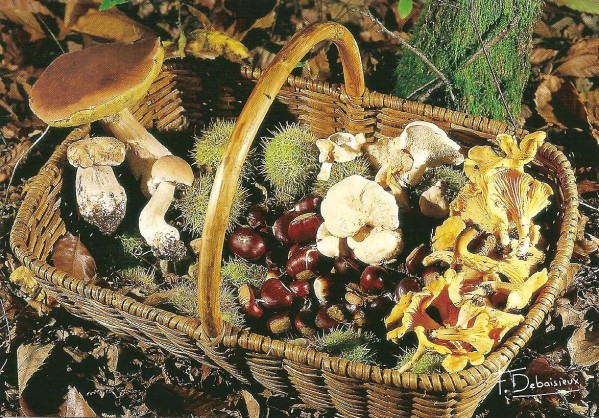 panier-de-champignons-et-de-chataignes - Hotel de Guyenne à Talence